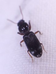 Clivina