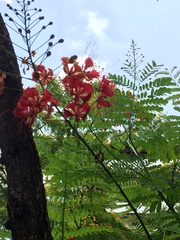 Caesalpinia pulcherrima