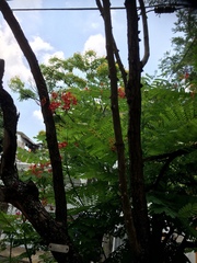 Caesalpinia pulcherrima