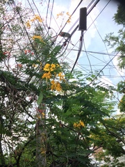 Caesalpinia pulcherrima