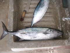 Sarda orientalis