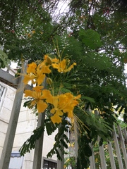 Caesalpinia pulcherrima