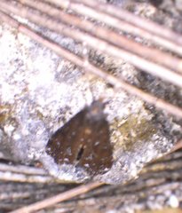 Langessa nomophilalis