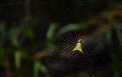 Micrathena crassispina