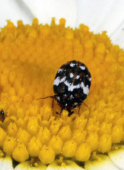 Anthrenus angustefasciatus