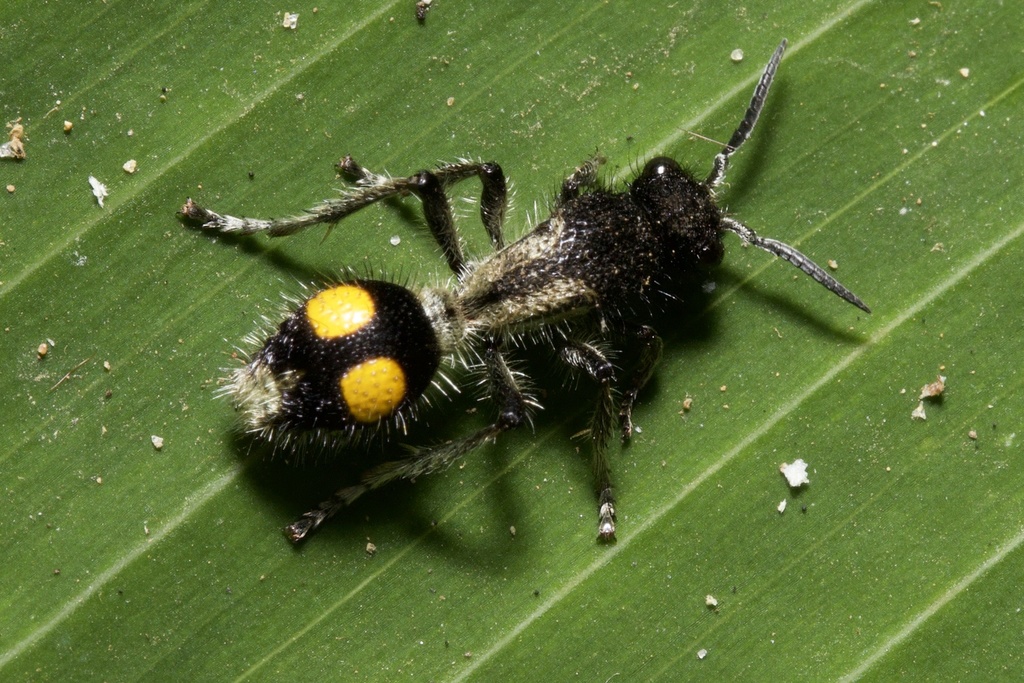 Traumatomutilla gemella