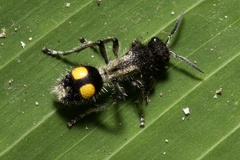 Traumatomutilla gemella