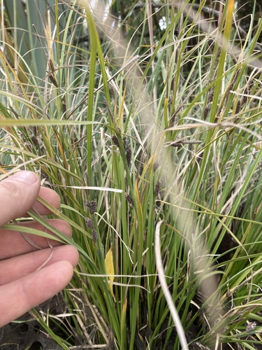 Carex dipsacea (Carex dipsacea)