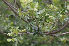 Commiphora leptophloeos