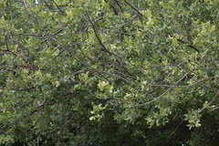 Commiphora leptophloeos