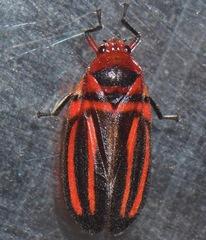 Ocoaxo lineatus
