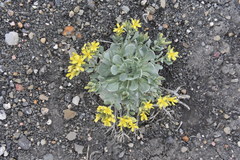Physaria bellii
