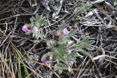 Astragalus tridactylicus
