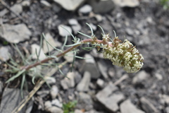 Ipomopsis spicata