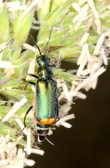 Malachius australis