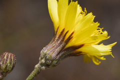 Hieracium commersonii