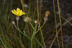 Hieracium commersonii