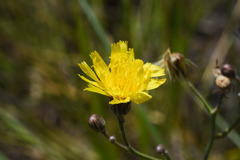 Hieracium commersonii