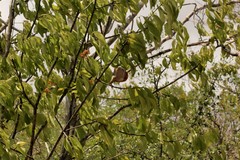 Aspidosperma pyrifolium