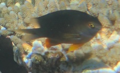 Plectroglyphidodon gascoynei