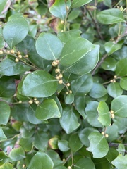Lindera akoensis