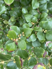 Lindera akoensis