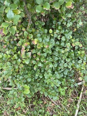 Lindera akoensis