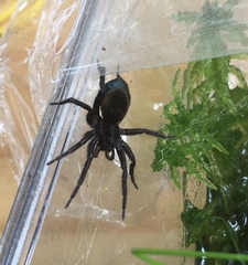 Diapontia anfibia