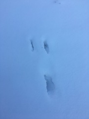 Sylvilagus floridanus