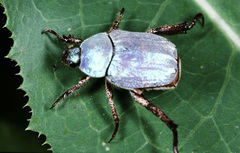 Hoplia coerulea