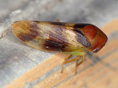 Macropsis basalis