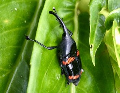 Cactophagus duplocinctus