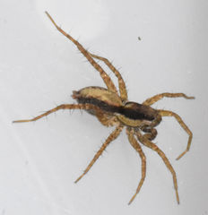 Pardosa delicatula