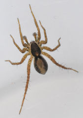 Pardosa delicatula