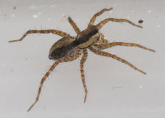Pardosa delicatula