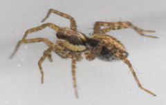 Pardosa delicatula
