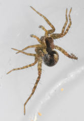 Pardosa delicatula