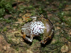 Craugastor megacephalus