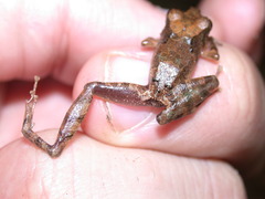Pristimantis cerasinus