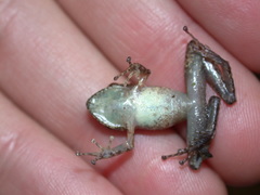 Pristimantis cerasinus