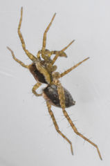Pardosa delicatula