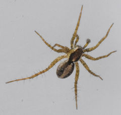 Pardosa delicatula