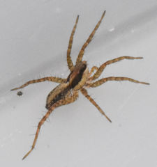 Pardosa delicatula
