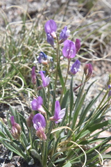 Astragalus spatulatus