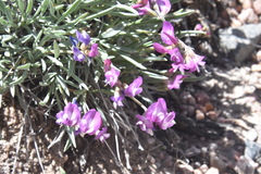 Astragalus spatulatus