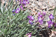 Astragalus spatulatus