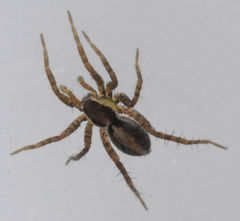 Pardosa delicatula