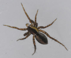 Pardosa delicatula