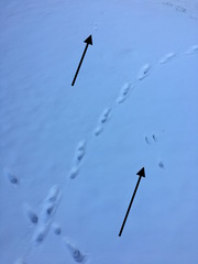 Sylvilagus floridanus