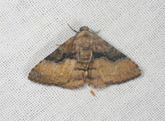 Aporoctena